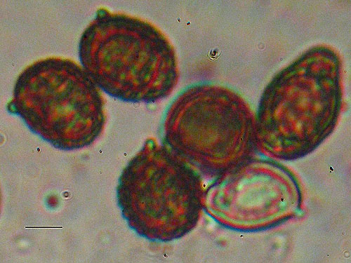 Strobilomyces strobilaceus