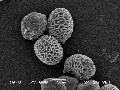 Strobilomyces strobilaceus