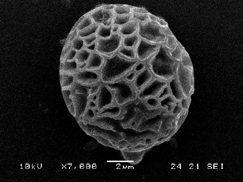 Strobilomyces strobilaceus