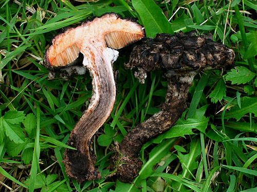 Strobilomyces strobilaceus