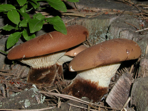 Tapinella atrotomentosa Tapinella atrotomentosa