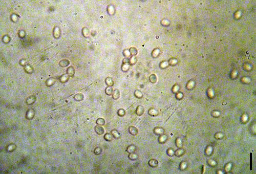 Tapinella panuoides f. ionipus Tapinella panuoides f. ionipus