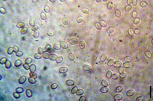 Tapinella panuoides f. panuoides Tapinella panuoides f. panuoides