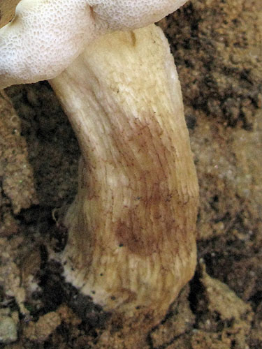 Tylopilus felleus Tylopilus felleus