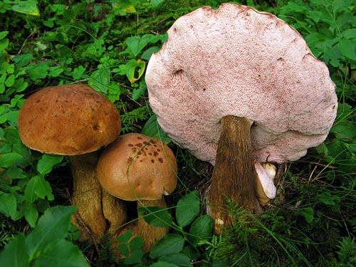 Tylopilus felleus Tylopilus felleus