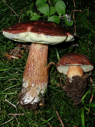 Xerocomus badius