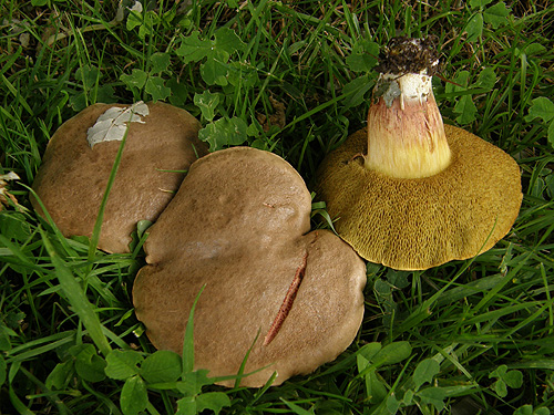 Xerocomus bubalinus