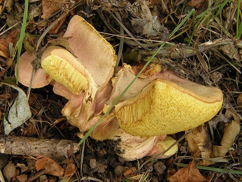 Xerocomus bubalinus