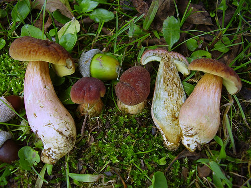 Xerocomus bubalinus