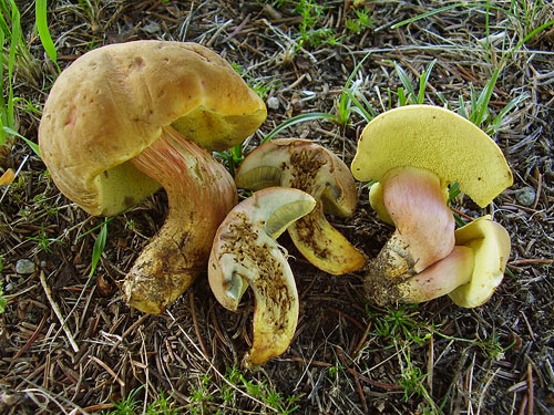 Xerocomus bubalinus