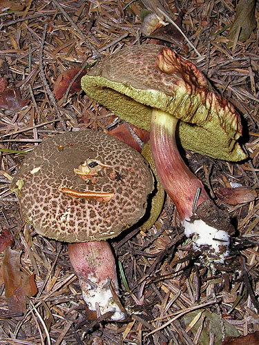 Xerocomus chrysenteron
