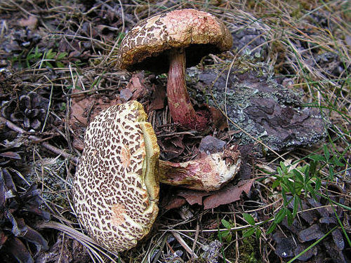 Xerocomus chrysenteron