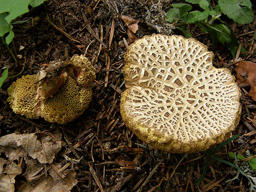 Xerocomus chrysenteron