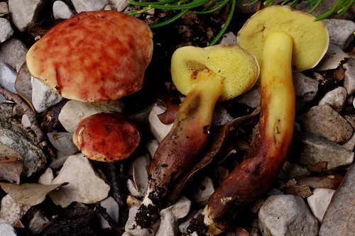 Xerocomus dryophilus Xerocomus dryophilus