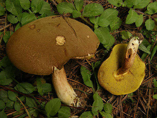 Xerocomus ferrugineus