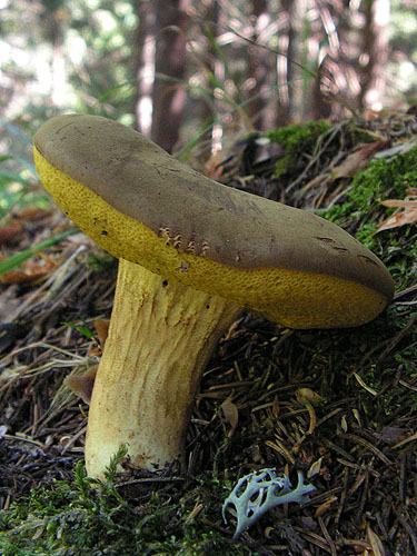 Xerocomus ferrugineus