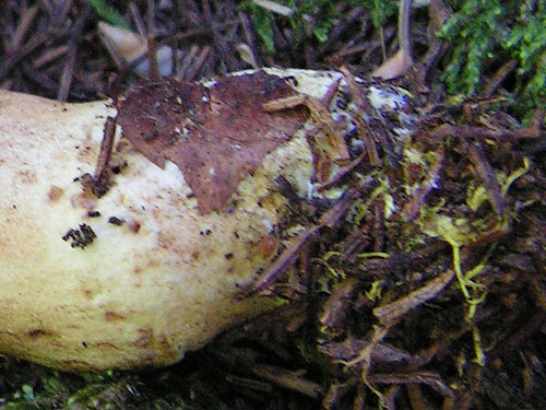 Xerocomus ferrugineus