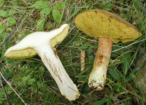 Xerocomus ferrugineus