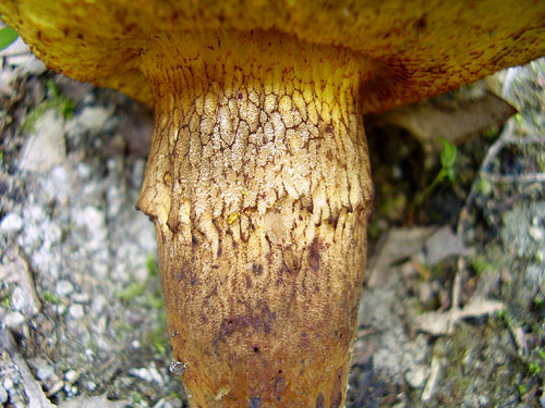 Xerocomus ichnusanus Xerocomus ichnusanus