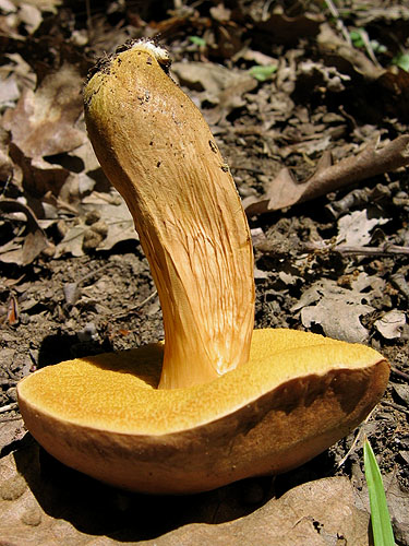Xerocomus moravicus Xerocomus moravicus