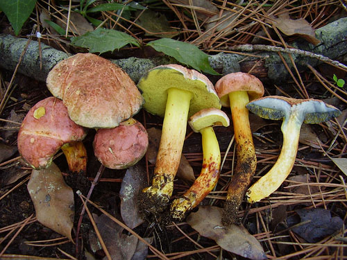Xerocomus persicolor