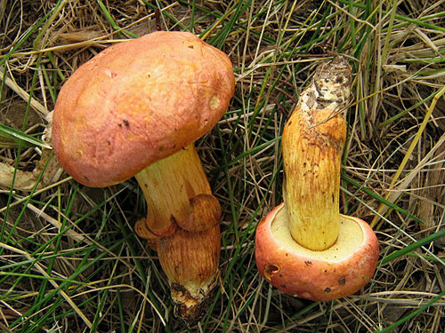 Xerocomus persicolor