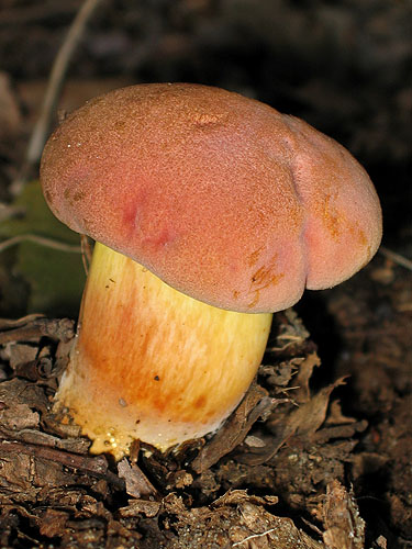 Xerocomus persicolor