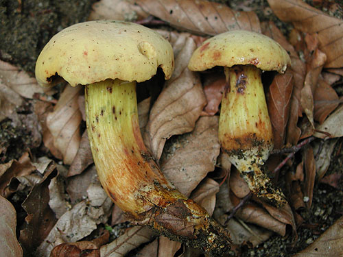 Xerocomus persicolor