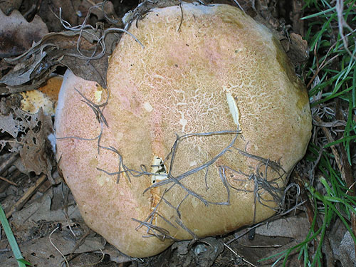 Xerocomus persicolor