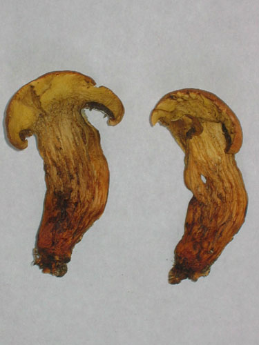 Xerocomus persicolor
