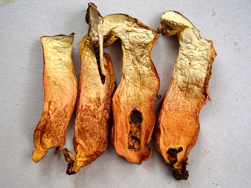 Xerocomus persicolor
