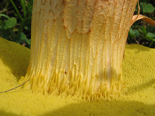 Xerocomus subtomentosus Xerocomus subtomentosus