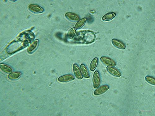 Xerocomus dryophilus Xerocomus dryophilus