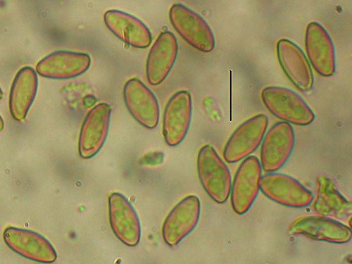 Xerocomus ichnusanus Xerocomus ichnusanus