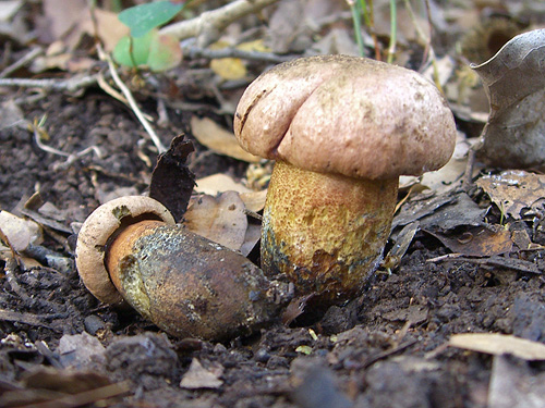 Boletus comptus