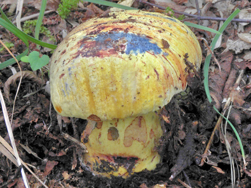 Boletus xanthocyaneus Boletus xanthocyaneus