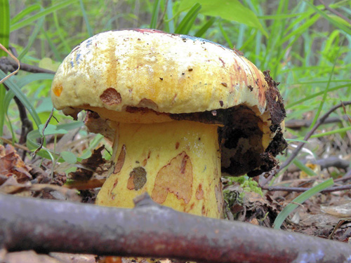 Boletus xanthocyaneus Boletus xanthocyaneus