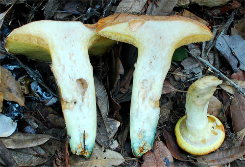 Suillus caerulescens Suillus caerulescens