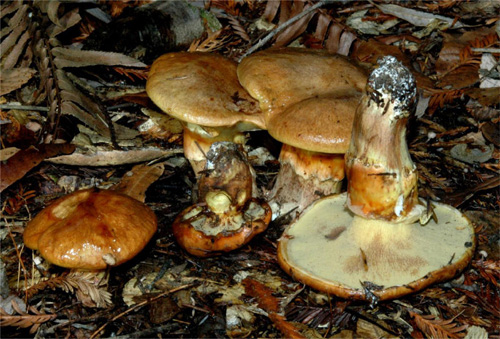 Suillus ponderosus Suillus ponderosus