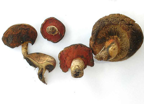 Boletus adalgisae Boletus adalgisae