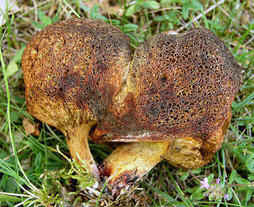 Boletus adalgisae Boletus adalgisae