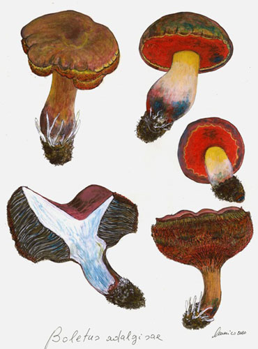 Boletus adalgisae Boletus adalgisae