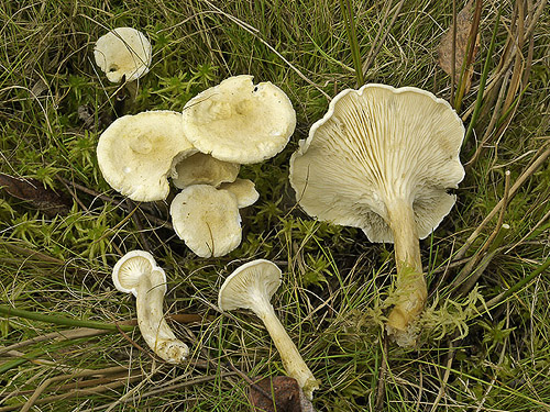 Hygrophoropsis macrospora Hygrophoropsis macrospora