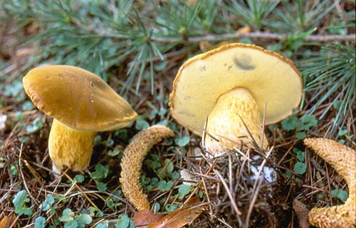 Xerocomus heterodermus Xerocomus heterodermus